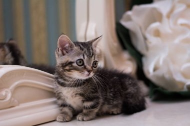 yavru kedi kedi İskoç düz, gevşek kabarık, hayvan cimcime