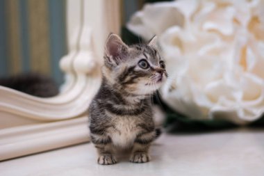 yavru kedi kedi İskoç düz, gevşek kabarık, hayvan cimcime