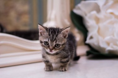 yavru kedi kedi İskoç düz, gevşek kabarık, hayvan cimcime