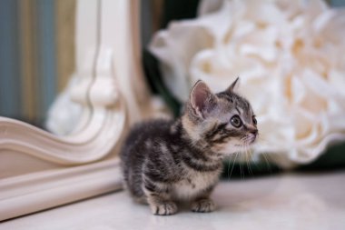 yavru kedi kedi İskoç düz, gevşek kabarık, hayvan cimcime