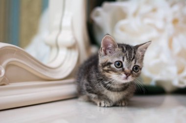 yavru kedi kedi İskoç düz, gevşek kabarık, hayvan cimcime