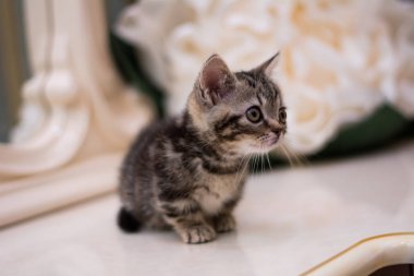 yavru kedi kedi İskoç düz, gevşek kabarık, hayvan cimcime