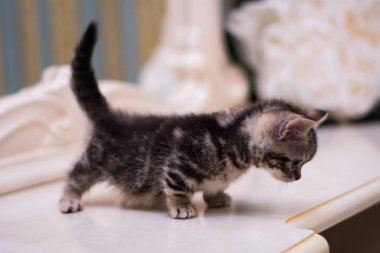 yavru kedi kedi İskoç düz, gevşek kabarık, hayvan cimcime