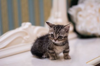 yavru kedi kedi İskoç düz, gevşek kabarık, hayvan cimcime