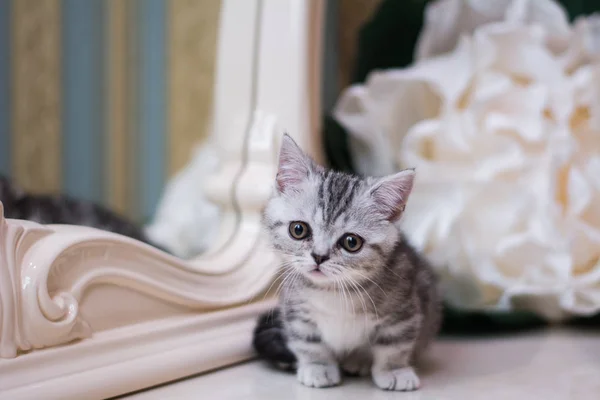 Yavru Kedi Kedi Skoç Düz Gevşek Kabarık Hayvan Cimcime — Stok fotoğraf