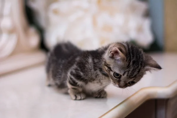 Yavru Kedi Kedi Skoç Düz Gevşek Kabarık Hayvan Cimcime — Stok fotoğraf