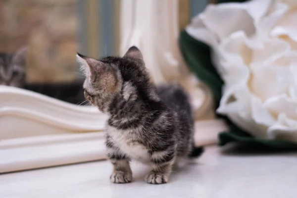 猫スコットランド ストレート 緩やかなフワフワ 動物マンチカンを子猫します — ストック写真