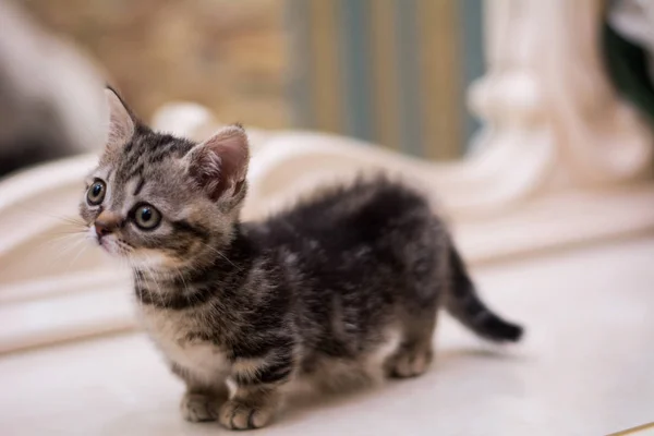 Kätzchen Katze Schottisch Gerade Locker Flauschig Tiermundstück — Stockfoto