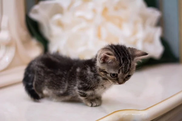 Kitten Cat Scottish Straight Loose Fluffy Animal Munchkin — Stock Photo, Image