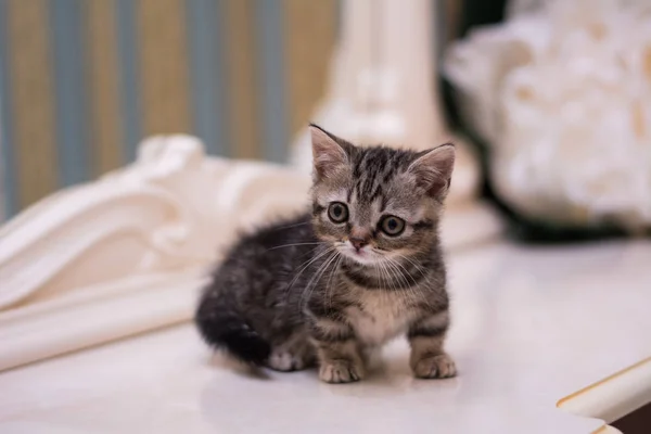 Yavru Kedi Kedi Skoç Düz Gevşek Kabarık Hayvan Cimcime — Stok fotoğraf