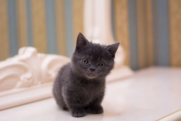 Kitten Cat Scottish Straight Loose Fluffy Animal Munchkin — Stock Photo, Image