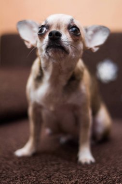 Chihuahua köpek spitz köpek pet yorkshire terrier