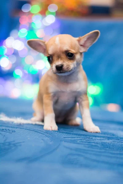 Chihuahua Kölyök Kutya Karácsonyi Spitz — Stock Fotó
