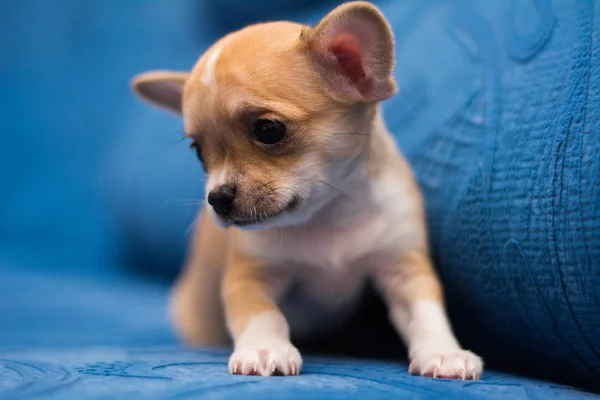 Chihuahua Valp Hund Jul Spitz — Stockfoto