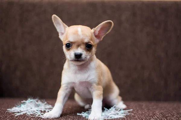 Chihuahua Köpek Yavrusu Köpek Noel Spitz — Stok fotoğraf