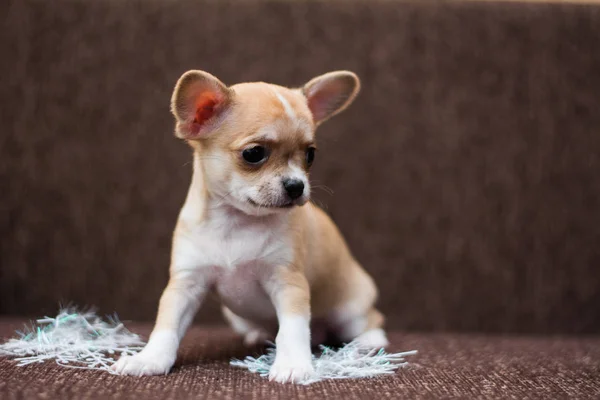 Chihuahua Valp Hund Jul Spitz — Stockfoto