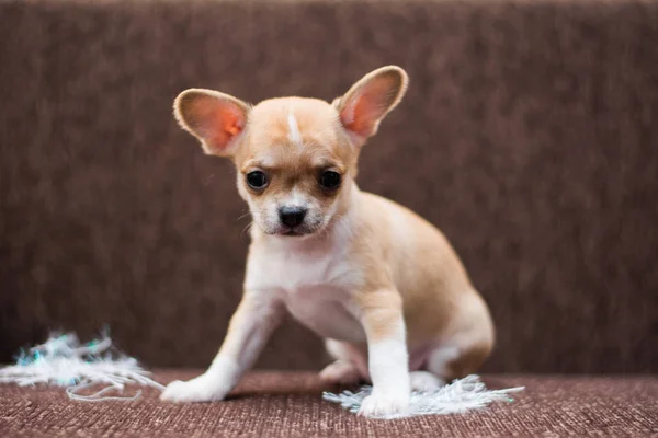 Chihuahua Köpek Yavrusu Köpek Noel Spitz — Stok fotoğraf