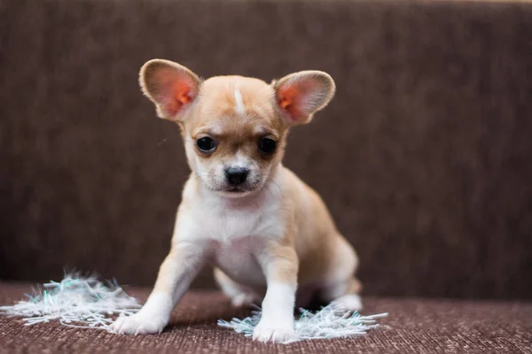 Chihuahua Welpe Dog Christmas Spitz — Stockfoto