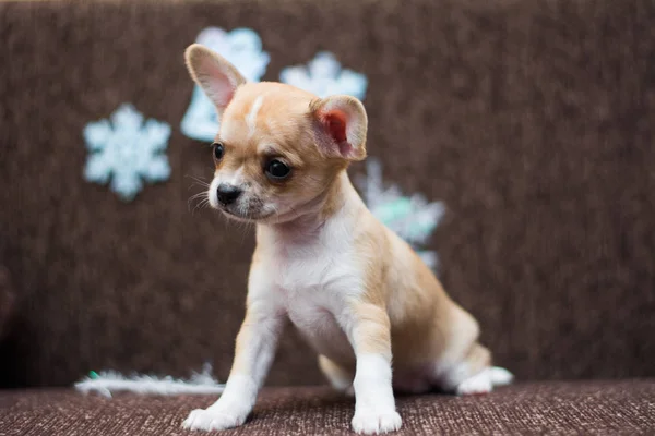 Chihuahua Köpek Yavrusu Köpek Noel Spitz — Stok fotoğraf