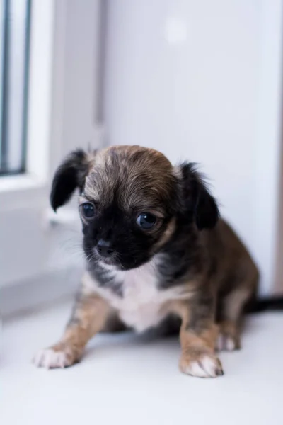 Chihuahua Valp Hund Jul Spitz — Stockfoto