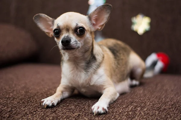 Chihuahua Puppy Pies Christmas Spitz — Zdjęcie stockowe