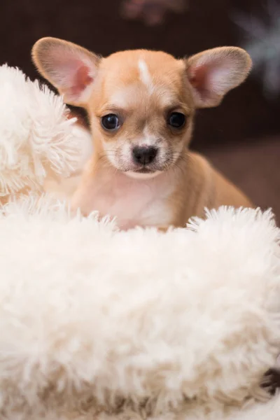 Chihuahua Welpen Spitz Hund Pet Yorkshire Terrier — Stockfoto