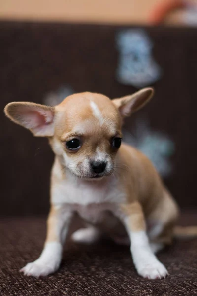 Chihuahua Chiot Spitz Chien Animal Compagnie Yorkshire Terrier — Photo