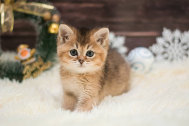 yavru kedi kedi İskoç düz, gevşek kabarık, hayvan cimcime