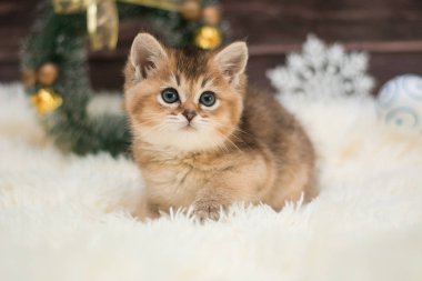 yavru kedi kedi İskoç düz, gevşek kabarık, hayvan cimcime