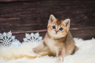 yavru kedi kedi İskoç düz, gevşek kabarık, hayvan cimcime