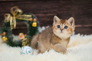 yavru kedi kedi İskoç düz, gevşek kabarık, hayvan cimcime
