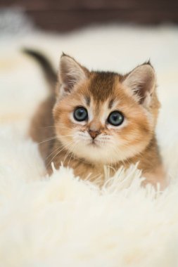 yavru kedi kedi İskoç düz, gevşek kabarık, hayvan cimcime