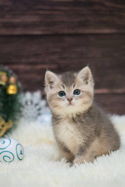 yavru kedi kedi İskoç düz, gevşek kabarık, hayvan cimcime