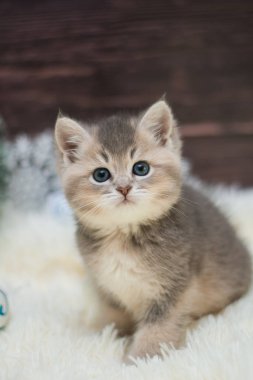 yavru kedi kedi İskoç düz, gevşek kabarık, hayvan cimcime