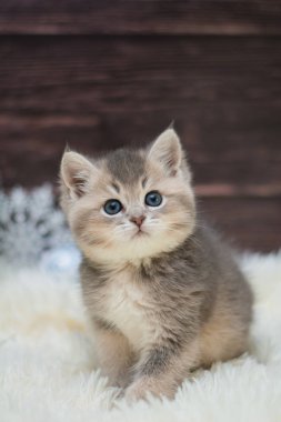 yavru kedi kedi İskoç düz, gevşek kabarık, hayvan cimcime