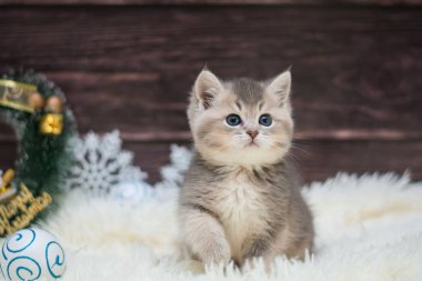 yavru kedi kedi İskoç düz, gevşek kabarık, hayvan cimcime