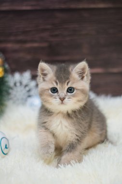 yavru kedi kedi İskoç düz, gevşek kabarık, hayvan cimcime