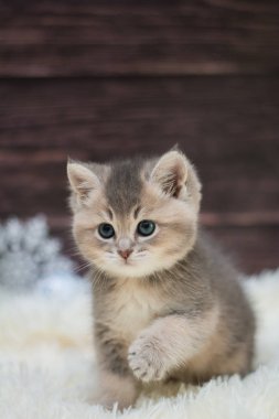 yavru kedi kedi İskoç düz, gevşek kabarık, hayvan cimcime
