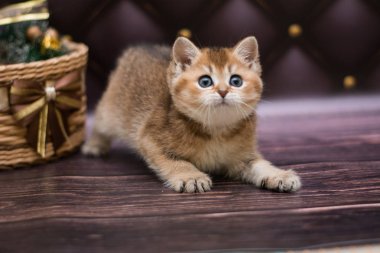 yavru kedi kedi İskoç düz, gevşek kabarık, hayvan cimcime