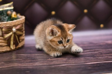 yavru kedi kedi İskoç düz, gevşek kabarık, hayvan cimcime