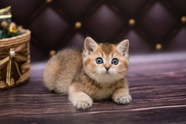 yavru kedi kedi İskoç düz, gevşek kabarık, hayvan cimcime