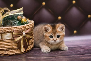 yavru kedi kedi İskoç düz, gevşek kabarık, hayvan cimcime