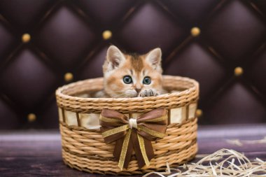 yavru kedi kedi İskoç düz, gevşek kabarık, hayvan cimcime