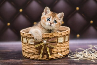 yavru kedi kedi İskoç düz, gevşek kabarık, hayvan cimcime