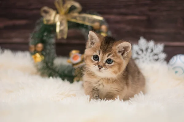 Kätzchen Katze Schottisch Gerade Locker Flauschig Tiermundstück — Stockfoto