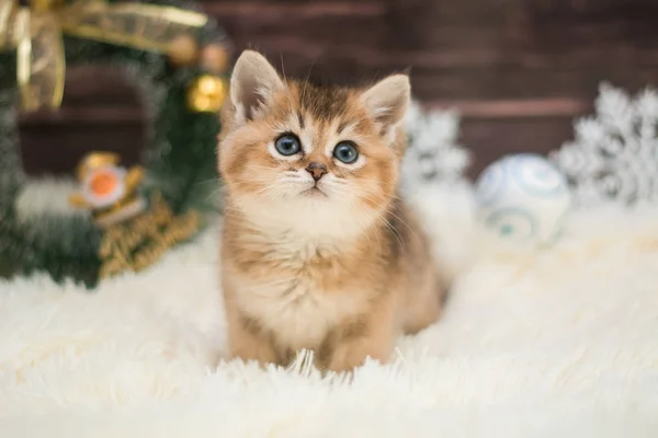 Kätzchen Katze Schottisch Gerade Locker Flauschig Tiermundstück — Stockfoto