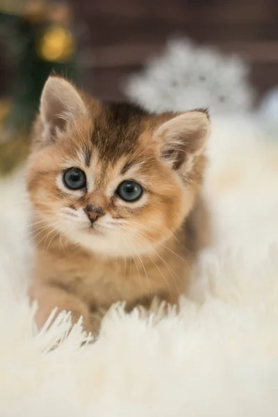 Kätzchen Katze Schottisch Gerade Locker Flauschig Tiermundstück — Stockfoto