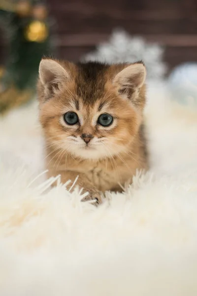 Kätzchen Katze Schottisch Gerade Locker Flauschig Tiermundstück — Stockfoto