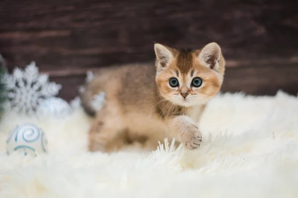 Kätzchen Katze Schottisch Gerade Locker Flauschig Tiermundstück — Stockfoto