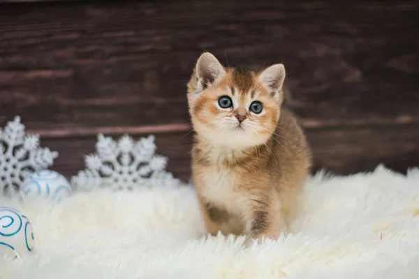 Kätzchen Katze Schottisch Gerade Locker Flauschig Tiermundstück — Stockfoto
